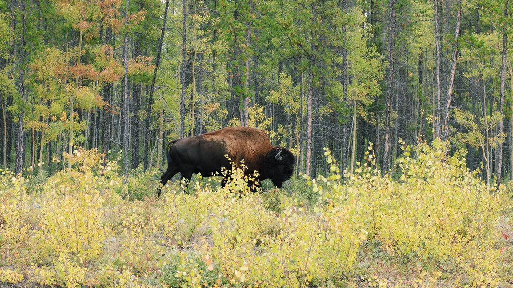 Bison horn & Fur